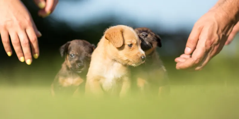 Adoptarea unui Câine: Ce Trebuie Să Știi Înainte 
