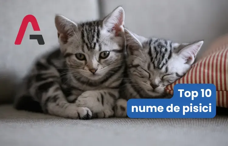 Top 10 nume de pisici femele (dragute, scurte, amuzante)