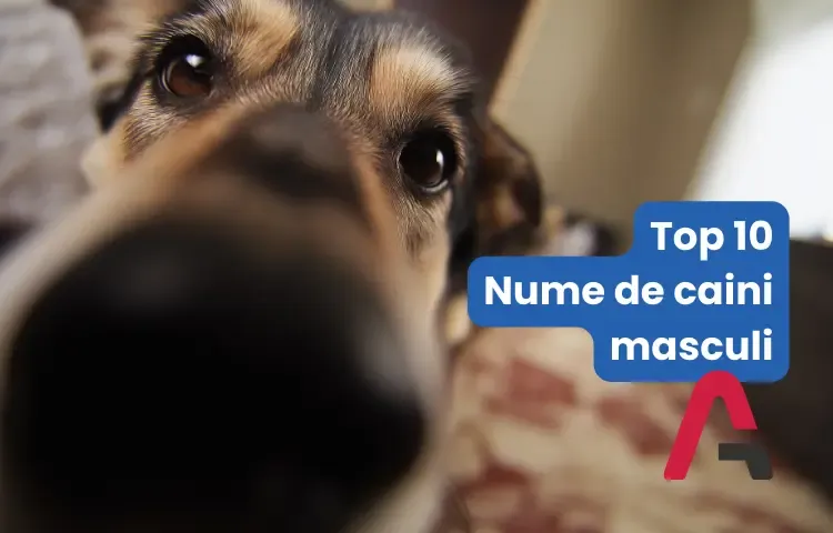 Top 10 nume de câini masculi populare (2026)